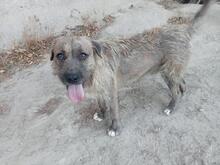 MECKI, Hund, Mischlingshund in Spanien - Bild 11