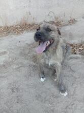 MECKI, Hund, Mischlingshund in Spanien - Bild 12