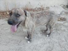 MECKI, Hund, Mischlingshund in Spanien - Bild 13