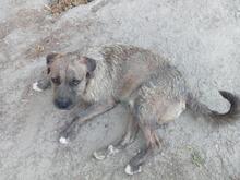 MECKI, Hund, Mischlingshund in Spanien - Bild 14