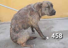 MECKI, Hund, Mischlingshund in Spanien - Bild 15