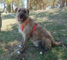 MECKI, Hund, Mischlingshund in Spanien - Bild 4