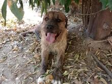 MECKI, Hund, Mischlingshund in Spanien - Bild 5