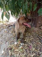 MECKI, Hund, Mischlingshund in Spanien - Bild 6