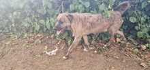 MECKI, Hund, Mischlingshund in Spanien - Bild 7