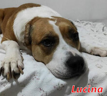 LUCINA, Hund, Mischlingshund in Italien - Bild 5