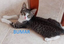 BUMAR, Katze, Europäisch Kurzhaar in Bulgarien - Bild 1