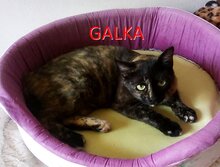 GALKA, Katze, Europäisch Kurzhaar in Bulgarien - Bild 1