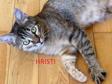 HRISTI, Katze, Europäisch Kurzhaar in Bulgarien - Bild 1