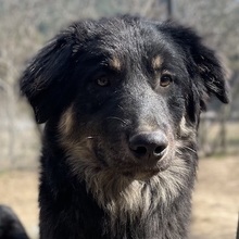 MARCELLO, Hund, Mischlingshund in Griechenland - Bild 1