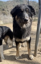 MARCELLO, Hund, Mischlingshund in Griechenland - Bild 2