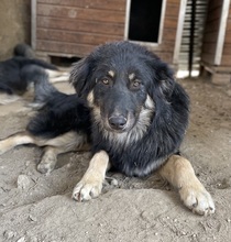 MARCELLO, Hund, Mischlingshund in Griechenland - Bild 8