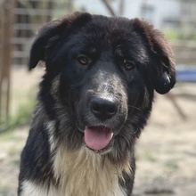 NUGGET, Hund, Mischlingshund in Griechenland - Bild 1