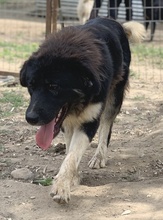 NUGGET, Hund, Mischlingshund in Griechenland - Bild 12