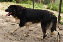 NUGGET, Hund, Mischlingshund in Griechenland - Bild 13