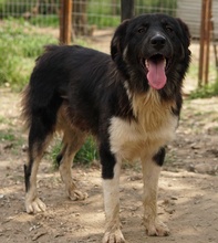 NUGGET, Hund, Mischlingshund in Griechenland - Bild 15