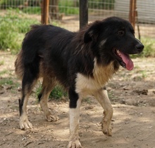 NUGGET, Hund, Mischlingshund in Griechenland - Bild 16