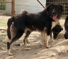 NUGGET, Hund, Mischlingshund in Griechenland - Bild 17
