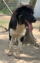 NUGGET, Hund, Mischlingshund in Griechenland - Bild 5