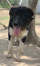 NUGGET, Hund, Mischlingshund in Griechenland - Bild 6