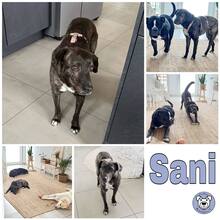 SANI, Hund, Mischlingshund in Gudensberg - Bild 2
