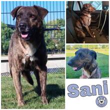 SANI, Hund, Mischlingshund in Gudensberg - Bild 4