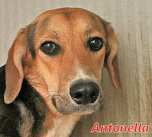 ANTONELLA, Hund, Mischlingshund in Italien - Bild 1