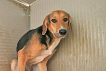 ANTONELLA, Hund, Mischlingshund in Italien - Bild 3