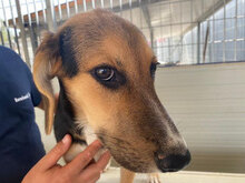 ANTONELLA, Hund, Mischlingshund in Italien - Bild 6