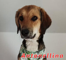 ANTONELLINA, Hund, Mischlingshund in Markranstädt - Bild 11