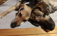 ANTONELLINA, Hund, Mischlingshund in Markranstädt - Bild 13