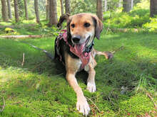 ANTONELLINA, Hund, Mischlingshund in Markranstädt - Bild 3