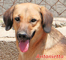 ANTONIETTA, Hund, Mischlingshund in Italien - Bild 1