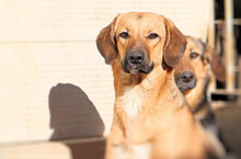 ANTONIETTA, Hund, Mischlingshund in Italien - Bild 12
