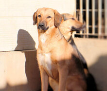 ANTONIETTA, Hund, Mischlingshund in Italien - Bild 17