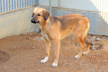 ANTONIETTA, Hund, Mischlingshund in Italien - Bild 18