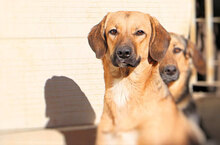 ANTONIETTA, Hund, Mischlingshund in Italien - Bild 19