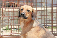 ANTONIETTA, Hund, Mischlingshund in Italien - Bild 2