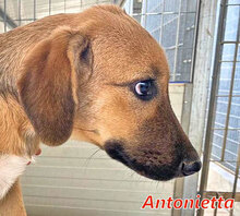 ANTONIETTA, Hund, Mischlingshund in Italien - Bild 20