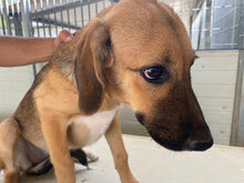 ANTONIETTA, Hund, Mischlingshund in Italien - Bild 21
