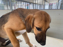 ANTONIETTA, Hund, Mischlingshund in Italien - Bild 22