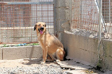 ANTONIETTA, Hund, Mischlingshund in Italien - Bild 3