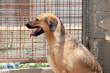 ANTONIETTA, Hund, Mischlingshund in Italien - Bild 4