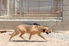 ANTONIETTA, Hund, Mischlingshund in Italien - Bild 5