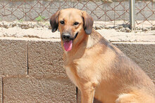 ANTONIETTA, Hund, Mischlingshund in Italien - Bild 6