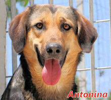 ANTONINA, Hund, Mischlingshund in Italien - Bild 1