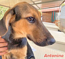 ANTONINA, Hund, Mischlingshund in Italien - Bild 12