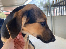 ANTONINA, Hund, Mischlingshund in Italien - Bild 13