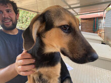 ANTONINA, Hund, Mischlingshund in Italien - Bild 14