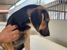 ANTONINA, Hund, Mischlingshund in Italien - Bild 15